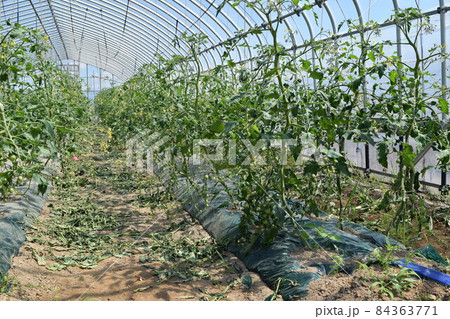 ミニトマトのビニールハウス栽培 ミニトマトのビニールハウス栽培 84363771