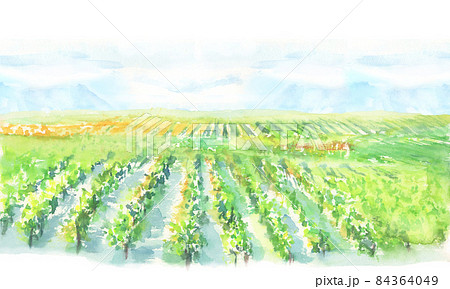 水彩で描いた葡萄畑の風景イラスト 水彩で描いた葡萄畑の風景イラスト 84364049