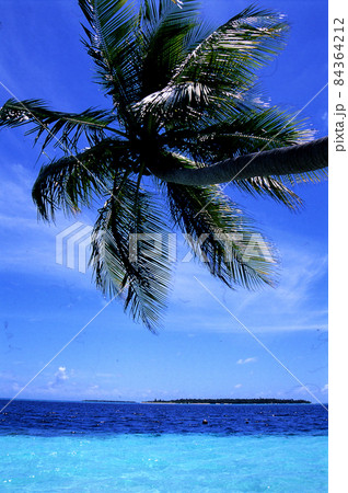 MaldivesRanveliの椰子の風景 MaldivesRanveliの椰子の風景 84364212