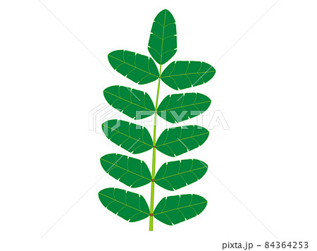 山椒の葉 84364253