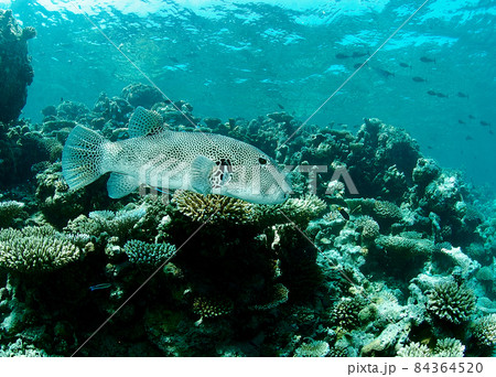 モヨウフグ 84364520