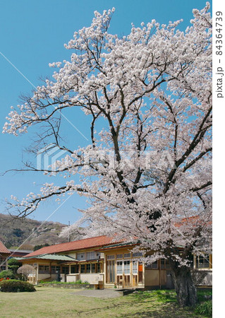 桜 桜 84364739