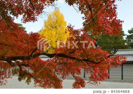 錦秋の晴れの朝に歩く広々とした京都御苑の紅葉が美しい 錦秋の晴れの朝に歩く広々とした京都御苑の紅葉が美しい 84364868