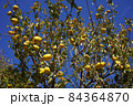 花梨 84364870