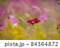 一輪のコスモス 84364872