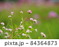 ミゾソバ 84364873