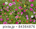 コスモスと百日草 84364876