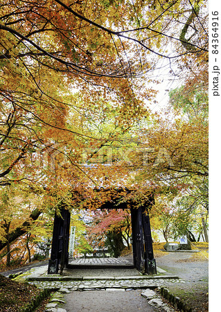 紅葉が美しい秋月城跡(福岡県朝倉市) 紅葉が美しい秋月城跡(福岡県朝倉市) 84364916