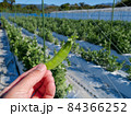きぬさや 84366252