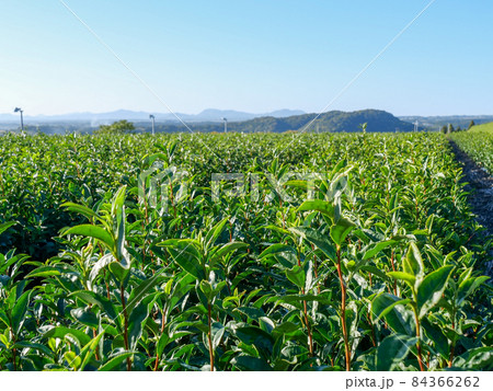 知覧茶 知覧茶 84366262