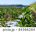 知覧茶 84366264