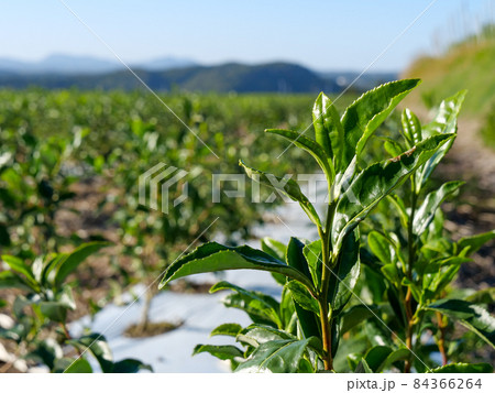 知覧茶 知覧茶 84366264