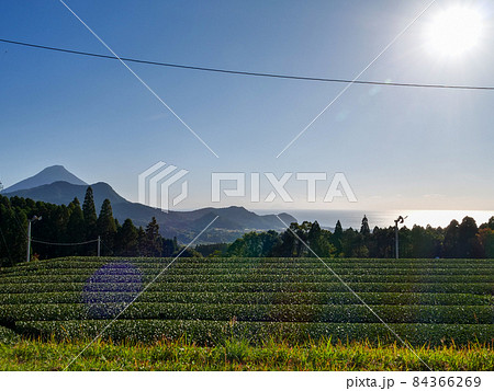 知覧茶 知覧茶 84366269