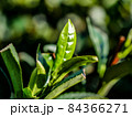茶葉 84366271