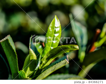 茶葉 茶葉 84366271
