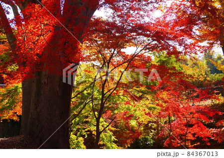 埼玉県寄居町にある雀宮公園の紅葉 84367013