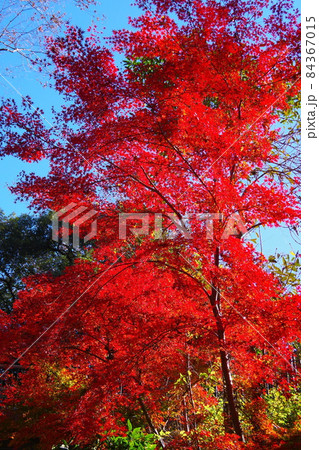 埼玉県寄居町にある雀宮公園の紅葉 埼玉県寄居町にある雀宮公園の紅葉 84367015