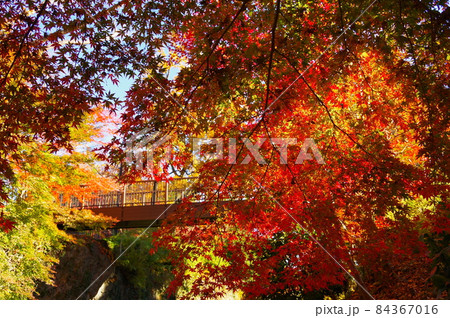 埼玉県寄居町にある雀宮公園の紅葉 埼玉県寄居町にある雀宮公園の紅葉 84367016