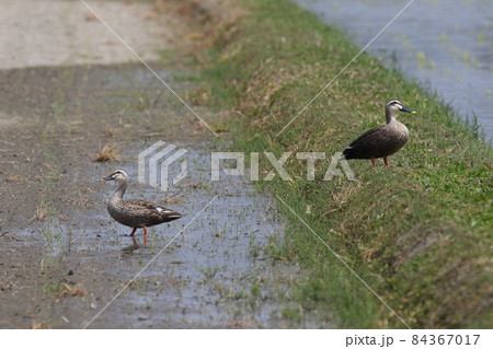 田んぼでのカモ2羽 84367017