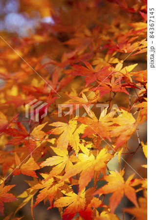 紅葉 紅葉 84367145