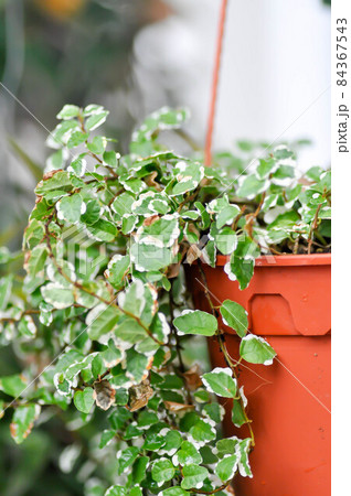 Ficus pumila L, Climbing fig or MORACEAE 84367543