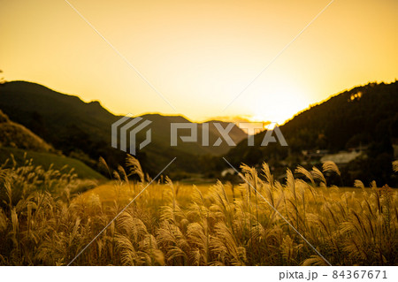 夕刻のすすきと田畑 夕刻のすすきと田畑 84367671