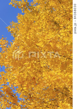 青空と黄葉したイチョウ 青空と黄葉したイチョウ 84368030