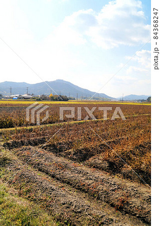 丹波黒（黒大豆）畑と高城山　11月　丹波篠山 84368247