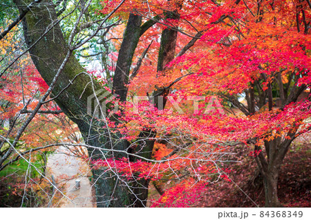 秋の紅葉が美しい菊池神社と菊池公園の風景 秋の紅葉が美しい菊池神社と菊池公園の風景 84368349