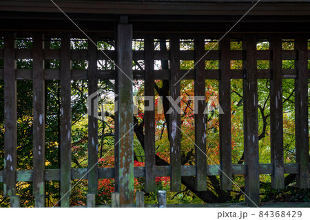秋の紅葉が美しい菊池神社と菊池公園の風景 84368429