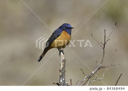 ヒマラヤの青とオレンジの小鳥ルリビタイジョウビタキ ヒマラヤの青とオレンジの小鳥ルリビタイジョウビタキ 84368494