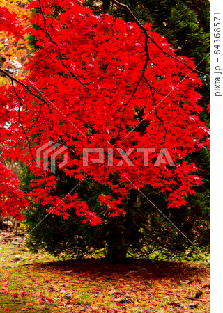 緑の木とモミジのコントラスト 84368571