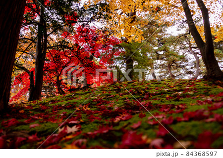 見上げれば落葉と丘の上の紅葉 84368597