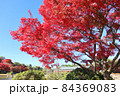 こしがや能楽堂、花田苑の紅葉（11月）埼玉県越谷市 84369083