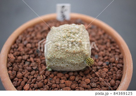 多肉植物　クビフォルメ　プセウドリトス 84369125