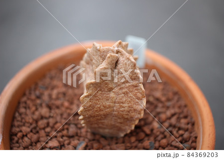 多肉植物 クラサ ホワイトスロアネア 多肉植物 クラサ ホワイトスロアネア 84369203