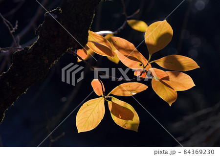 柿紅葉が太陽によって透けて見え晩秋を感じます 84369230