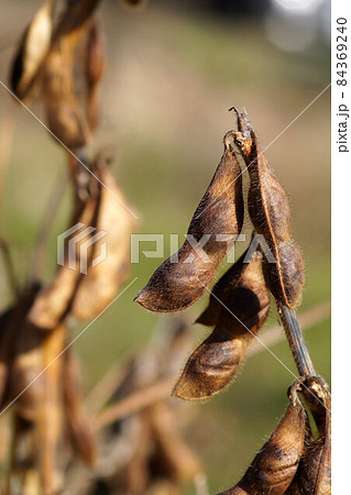 丹波黒（黒大豆）　畑で自然乾燥中　11月 84369240