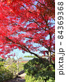 こしがや能楽堂、花田苑の紅葉（11月）埼玉県越谷市 84369368