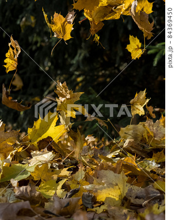 Falling leaves on a sunny autumn day Falling leaves on a sunny autumn day 84369450