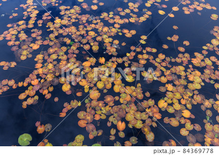 ヒツジグサの紅葉 ヒツジグサの紅葉 84369778