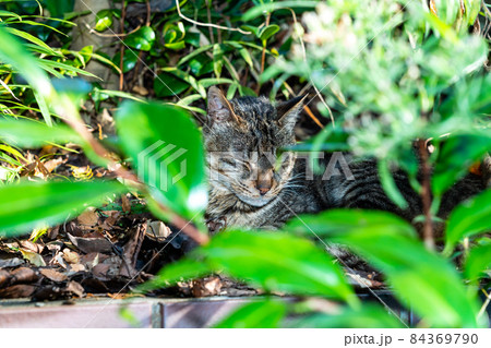 暖かい草陰で眠るなついた野良猫 暖かい草陰で眠るなついた野良猫 84369790