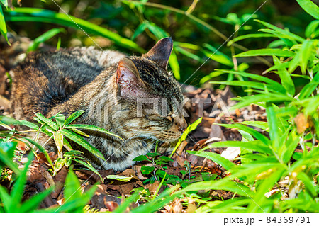 暖かい草陰で眠るなついた野良猫 暖かい草陰で眠るなついた野良猫 84369791