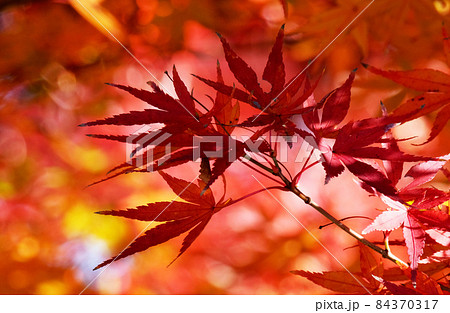 紅葉で燃えたように見えるモミジの葉 84370317