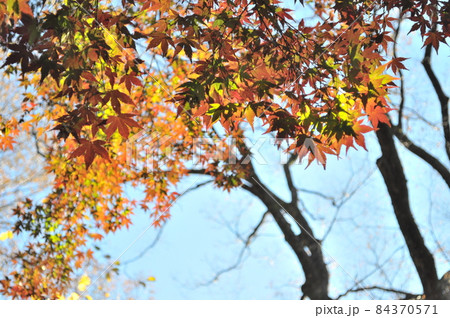 六義園の紅葉シーズン 六義園の紅葉シーズン 84370571
