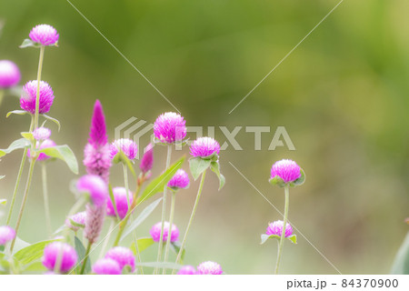 ピンクのお花畑 ピンクのお花畑 84370900