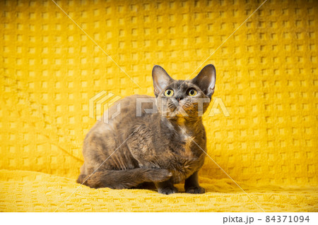 Young Adult Gray Grey Devon Rex Cat Sitting. Short-haired Cat Of English Breed On Yellow Plaid Background. Shorthair Pet Cat Looking Up 84371094