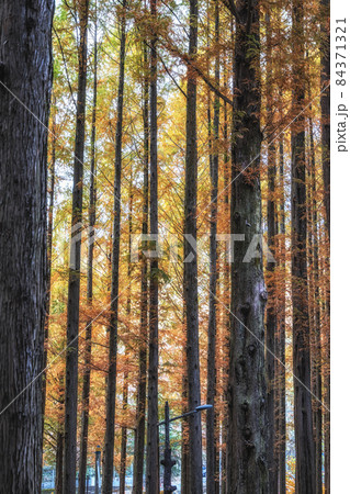 Metasequoia trees fall foliage 84371321