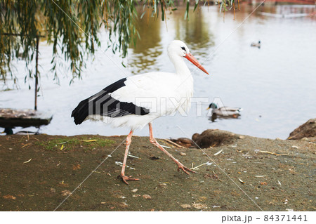 a Stork near the lake. portrait of a stork 84371441