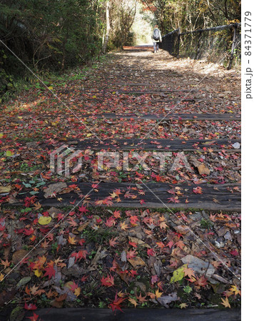 秋のJR福知山線 廃線敷ルート 秋のJR福知山線 廃線敷ルート 84371779